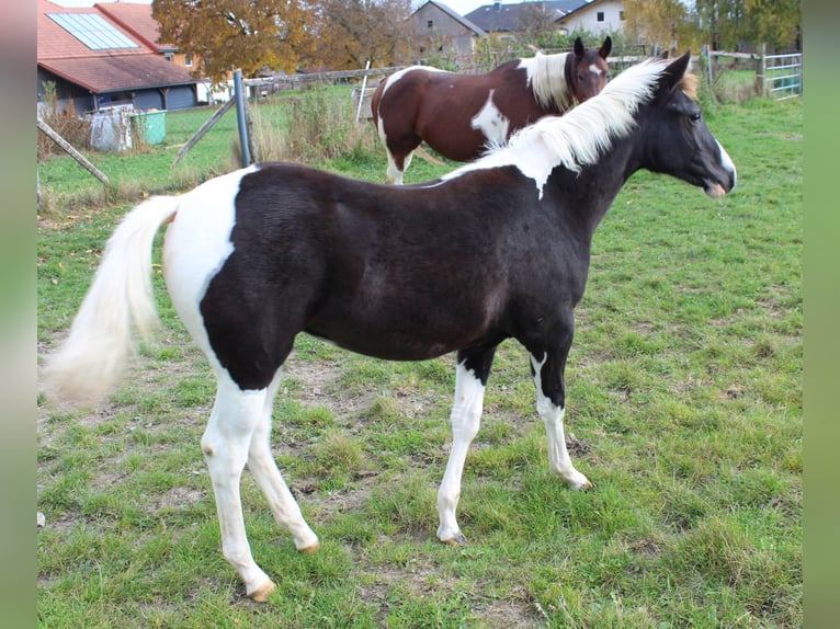 American Paint Horse Merrie 1 Jaar 150 cm Tobiano-alle-kleuren in Neukirchen bei Lambach