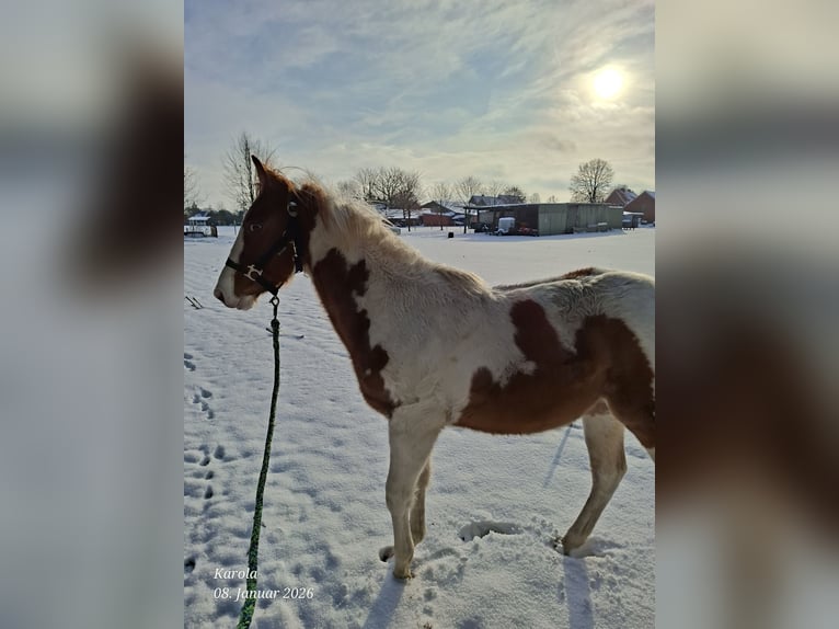American Paint Horse Merrie 1 Jaar 152 cm Red Dun in UELSEN