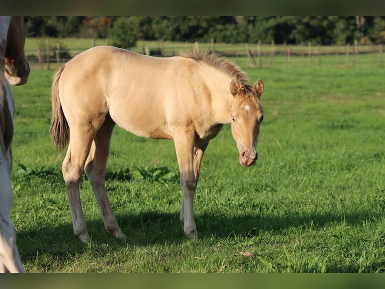 American Paint Horse Merrie 1 Jaar 153 cm Champagne in Hellenthal
