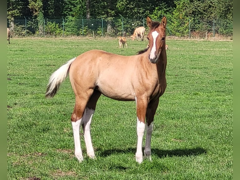 American Paint Horse Merrie 1 Jaar 153 cm Falbe in Gangelt