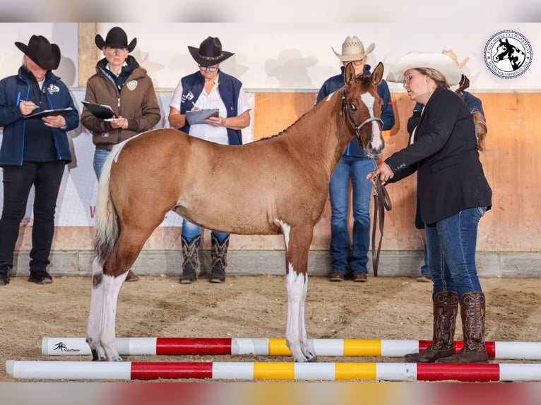 American Paint Horse Merrie 1 Jaar 153 cm Falbe in Gangelt