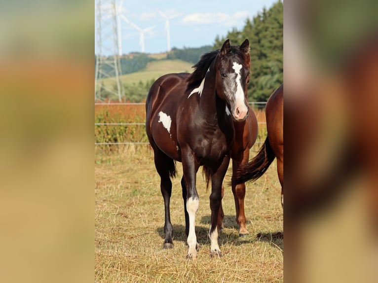 American Paint Horse Merrie 1 Jaar 153 cm Overo-alle-kleuren in Hellenthal