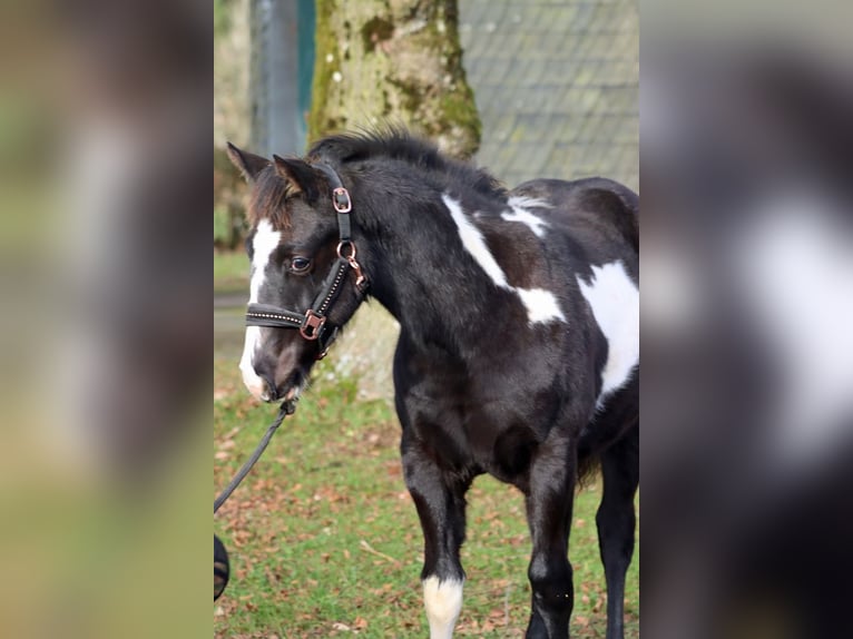 American Paint Horse Merrie 1 Jaar 153 cm Overo-alle-kleuren in Hellenthal