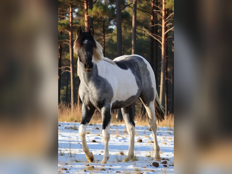 American Paint Horse Merrie 1 Jaar 155 cm Roan-Blue in Děčín