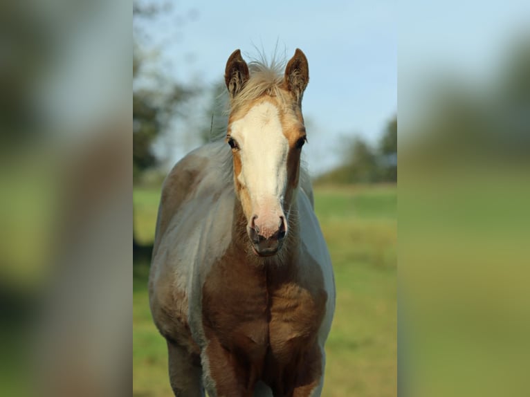 American Paint Horse Merrie 1 Jaar 155 cm Tobiano-alle-kleuren in Hellenthal