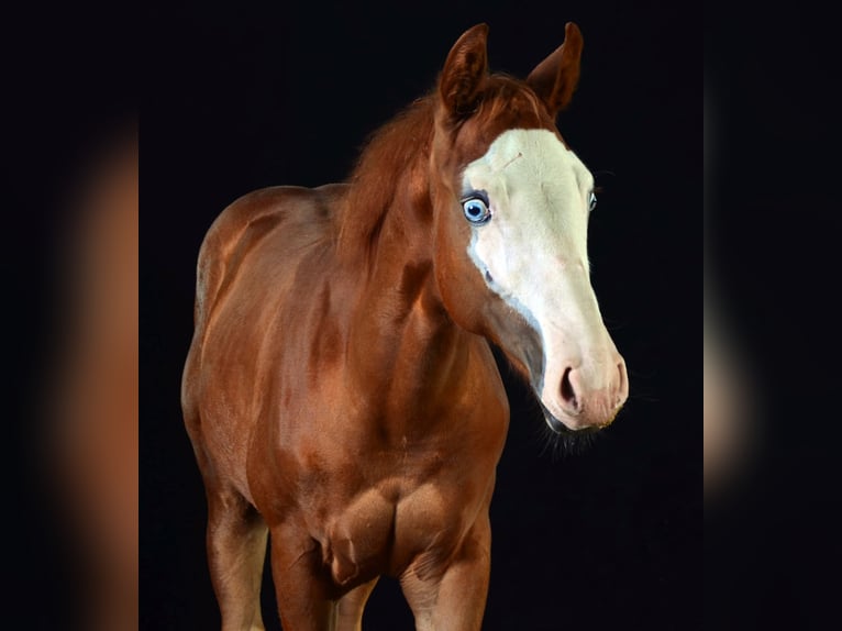 American Paint Horse Merrie 1 Jaar 155 cm Vos in Obertaufkirchen