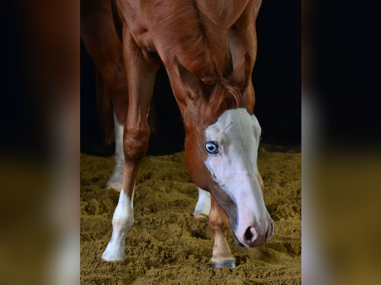 American Paint Horse Merrie 1 Jaar 155 cm Vos in Obertaufkirchen