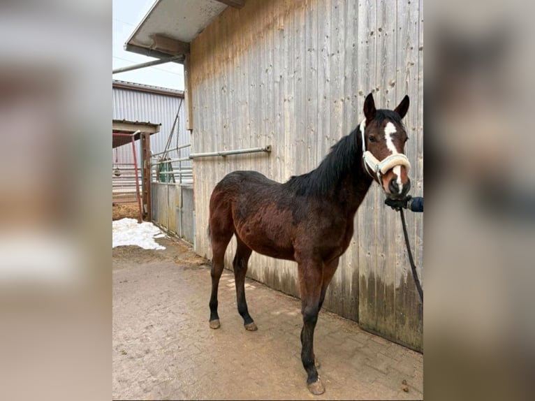 American Paint Horse Merrie 1 Jaar 160 cm Bruin in Langenau