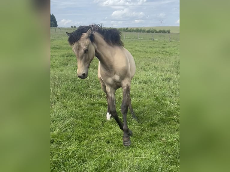 American Paint Horse Mix Merrie 1 Jaar 160 cm Falbe in Bastogne