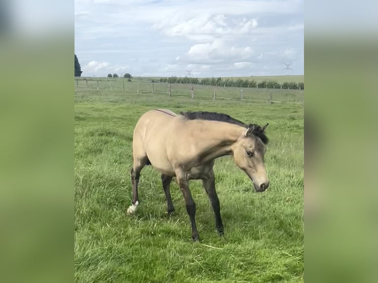 American Paint Horse Mix Merrie 1 Jaar 160 cm Falbe in Bastogne