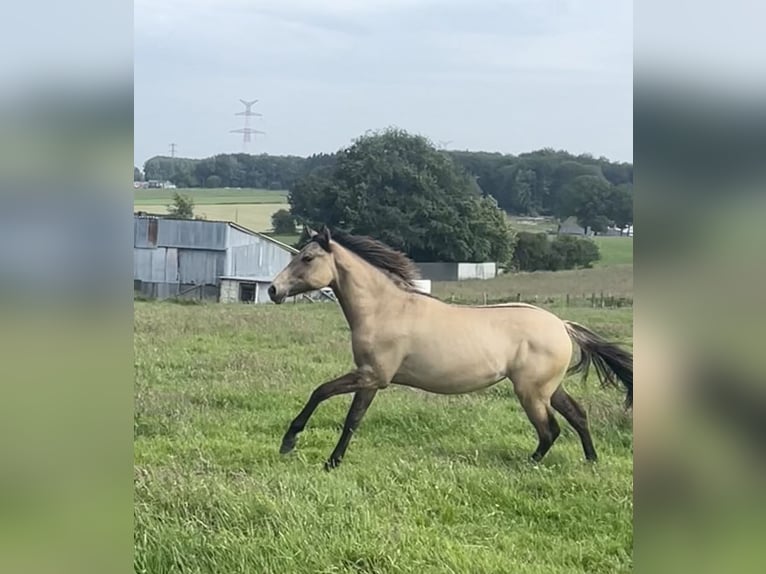 American Paint Horse Mix Merrie 1 Jaar 160 cm Falbe in Bastogne
