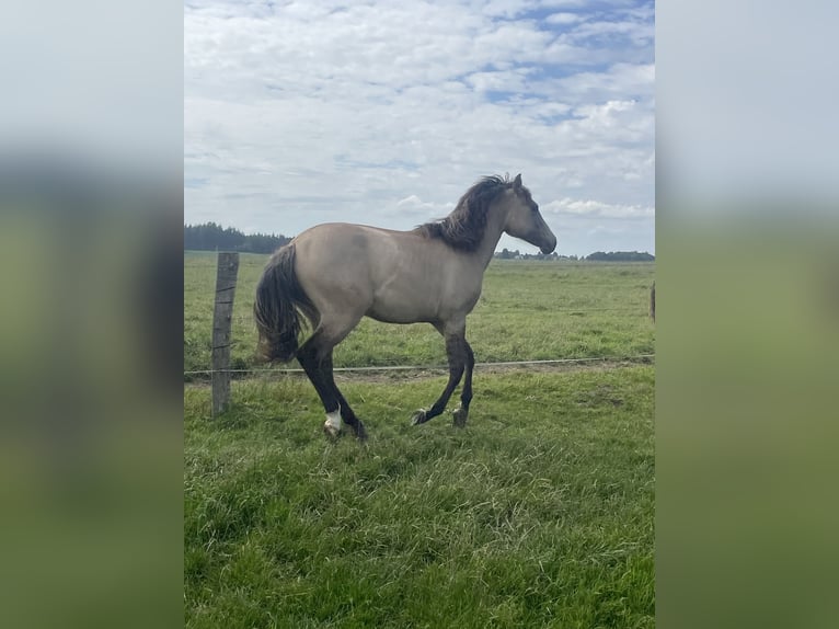 American Paint Horse Mix Merrie 1 Jaar 160 cm Falbe in Bastogne