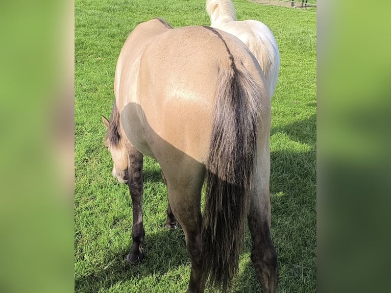 American Paint Horse Mix Merrie 1 Jaar 160 cm Falbe in Bastogne