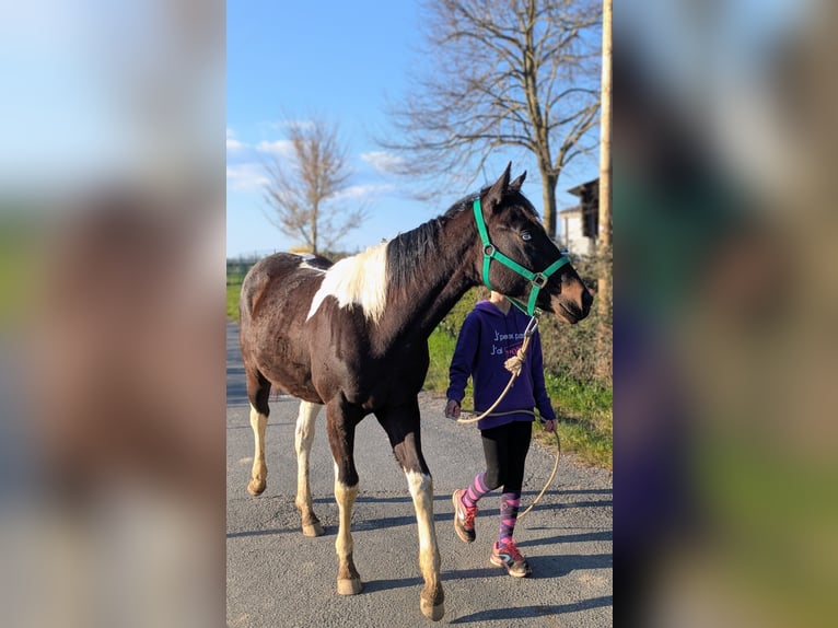 American Paint Horse Merrie 1 Jaar 160 cm Tobiano-alle-kleuren in Valence d'albigeois
