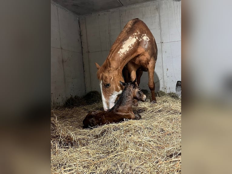 American Paint Horse Merrie 1 Jaar Bruin in Grimacco