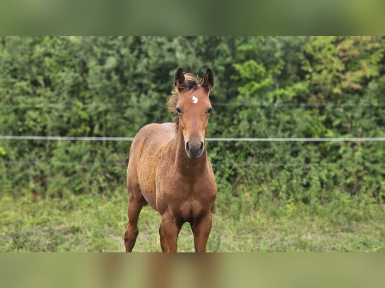 American Paint Horse Merrie 1 Jaar Bruin in Grünow