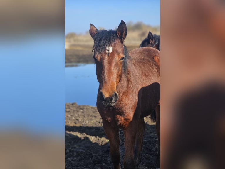 American Paint Horse Merrie 1 Jaar Bruin in Grünow