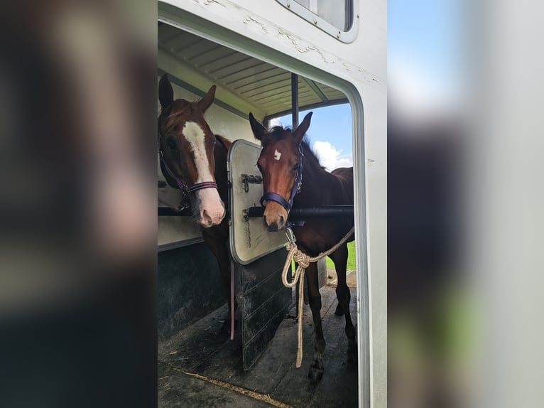 American Paint Horse Merrie 1 Jaar Bruin in Grünow