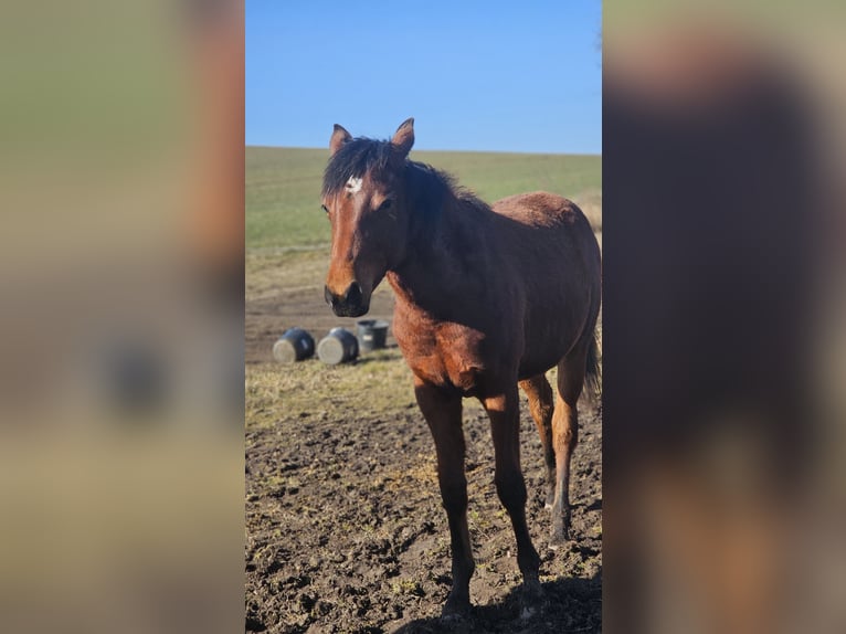 American Paint Horse Merrie 1 Jaar Bruin in Grünow