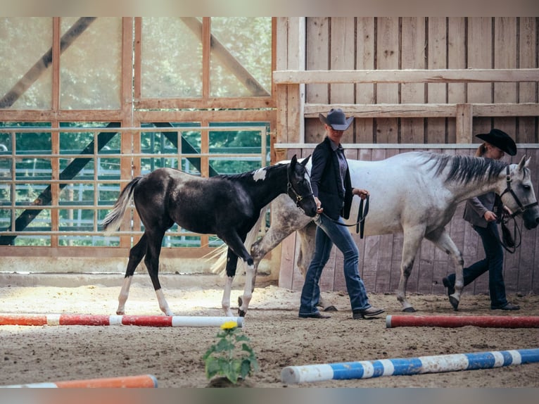 American Paint Horse Merrie 1 Jaar Gevlekt-paard in Haldenwang