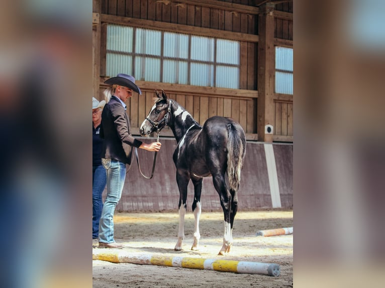 American Paint Horse Merrie 1 Jaar Gevlekt-paard in Haldenwang