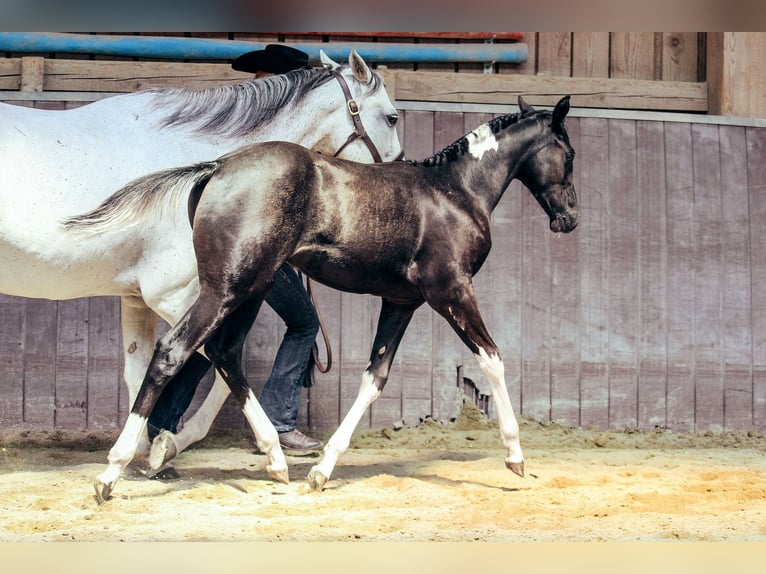 American Paint Horse Merrie 1 Jaar Gevlekt-paard in Haldenwang