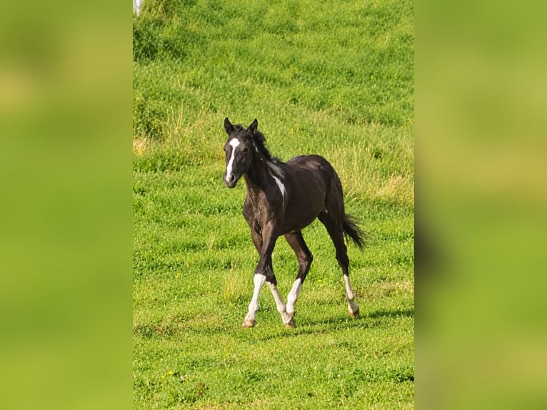 American Paint Horse Merrie 1 Jaar Gevlekt-paard in Haldenwang