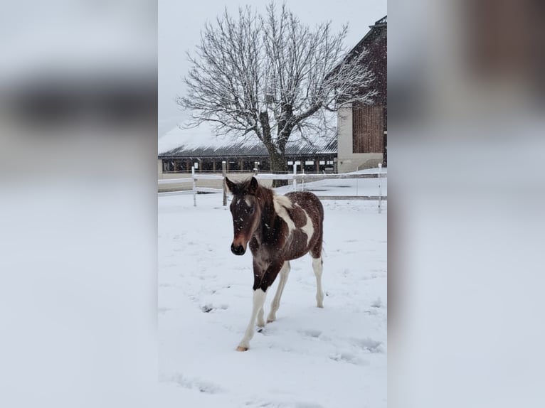 American Paint Horse Mix Merrie 1 Jaar Gevlekt-paard in Paternion