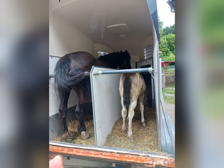 American Paint Horse Mix Merrie 1 Jaar Gevlekt-paard in Paternion