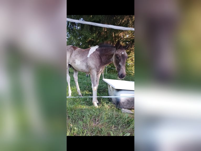 American Paint Horse Mix Merrie 1 Jaar Gevlekt-paard in Paternion
