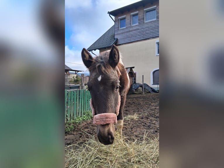 American Paint Horse Mix Merrie 1 Jaar Gevlekt-paard in Paternion