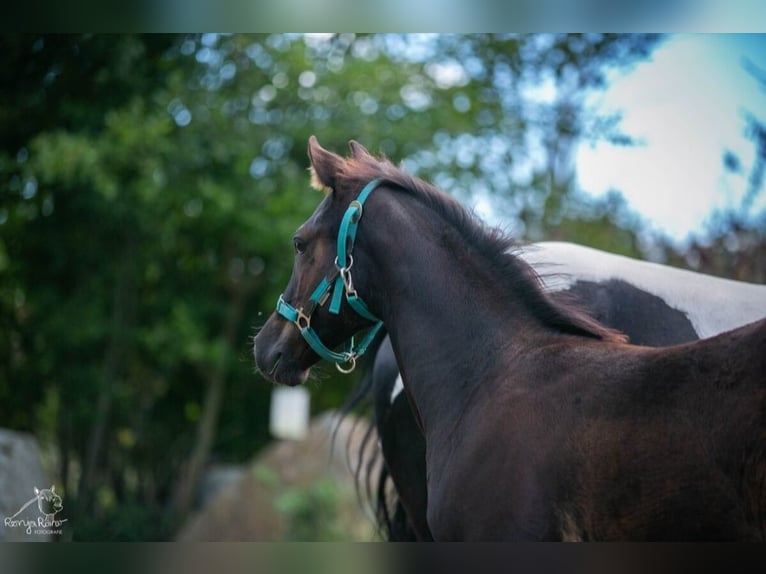 American Paint Horse Merrie 1 Jaar in Danstedt