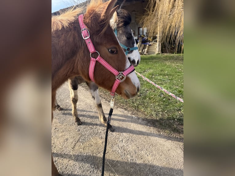 American Paint Horse Merrie 1 Jaar Vos in Thodure
