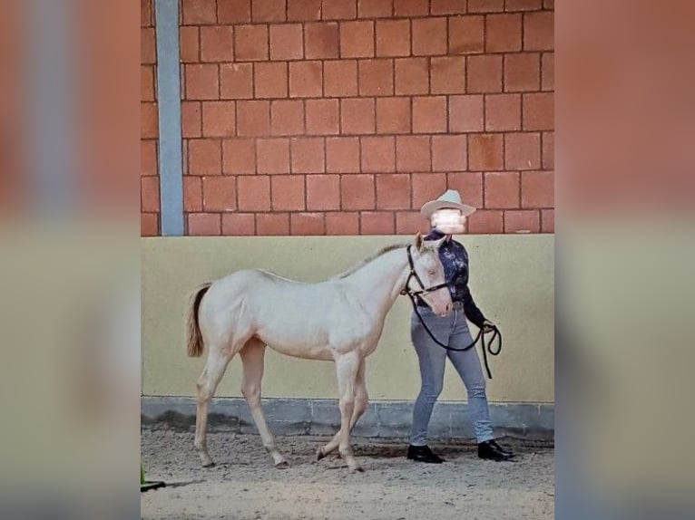American Paint Horse Merrie 1 Jaar in Ratekau