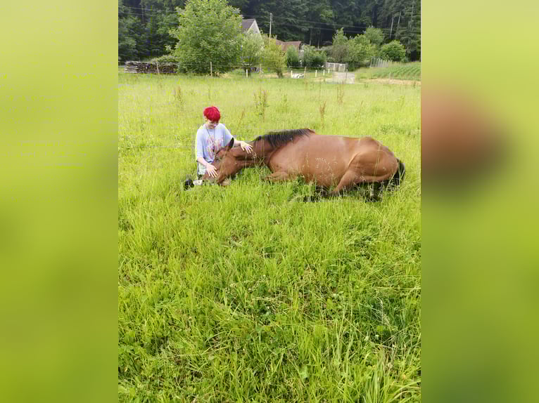 American Paint Horse Merrie 21 Jaar 150 cm Bruin in Wetzawinkel