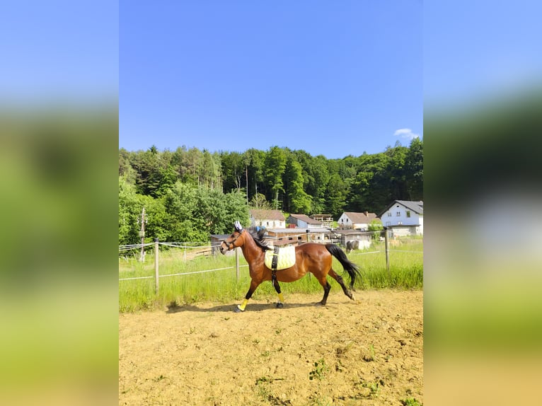 American Paint Horse Merrie 22 Jaar 150 cm Bruin in Wetzawinkel