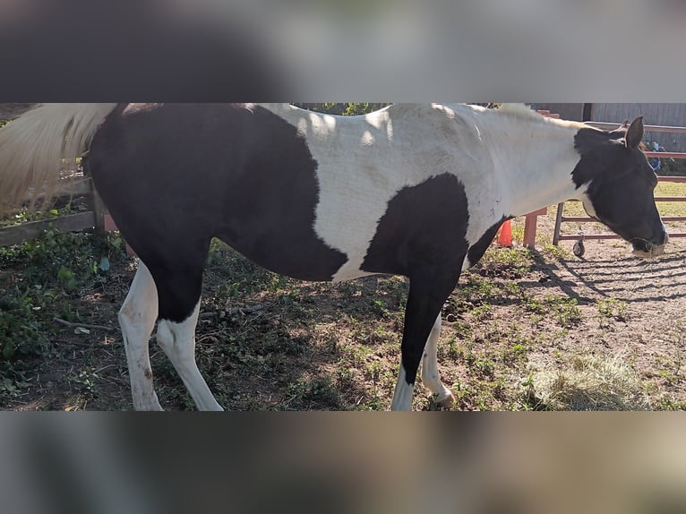 American Paint Horse Merrie 22 Jaar 152 cm Tobiano-alle-kleuren in Brentwood, TN