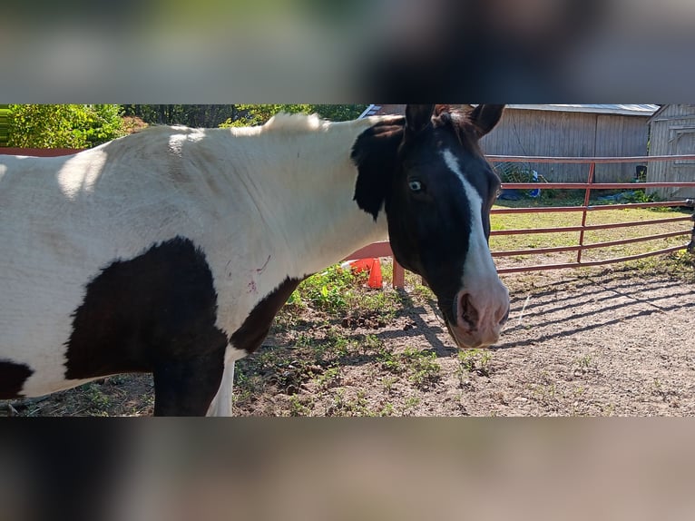 American Paint Horse Merrie 22 Jaar 152 cm Tobiano-alle-kleuren in Brentwood, TN