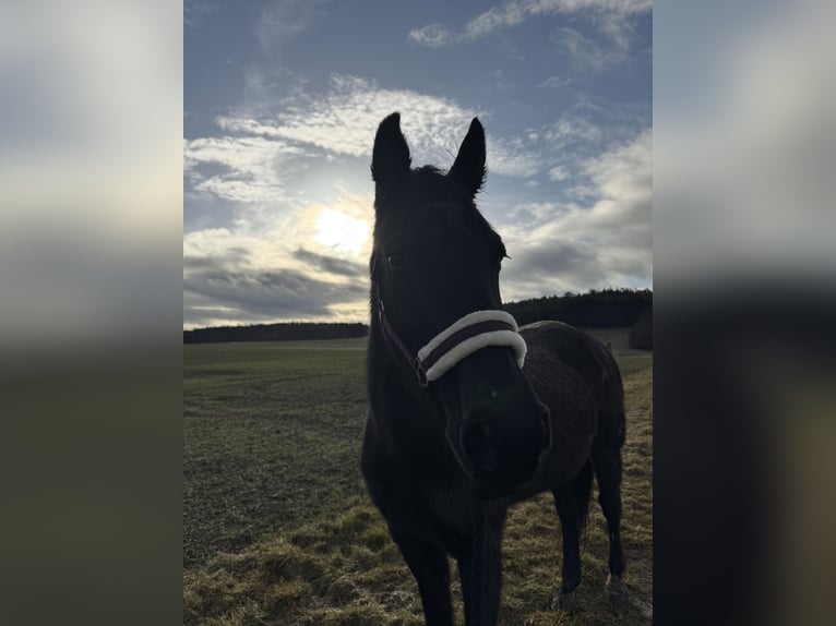American Paint Horse Merrie 25 Jaar Zwart in Lohr am Main