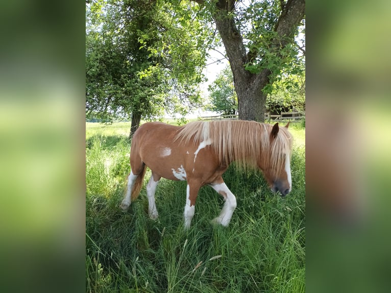 American Paint Horse Mix Merrie 2 Jaar 140 cm Tovereo-alle-kleuren in Bad Mergentheim