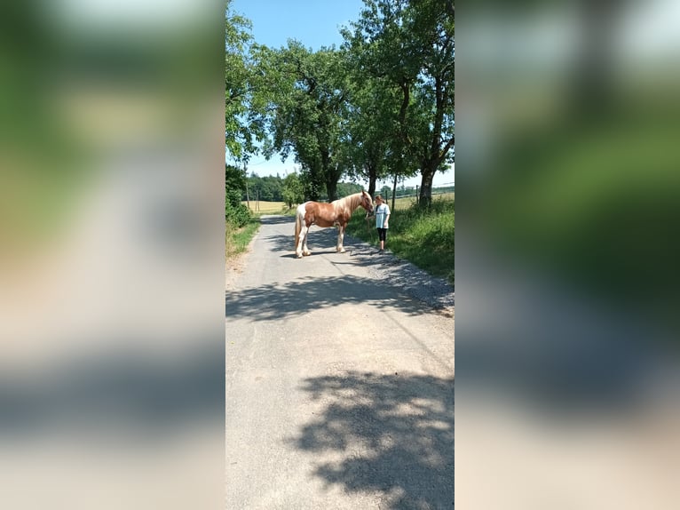 American Paint Horse Mix Merrie 2 Jaar 140 cm Tovereo-alle-kleuren in Bad Mergentheim