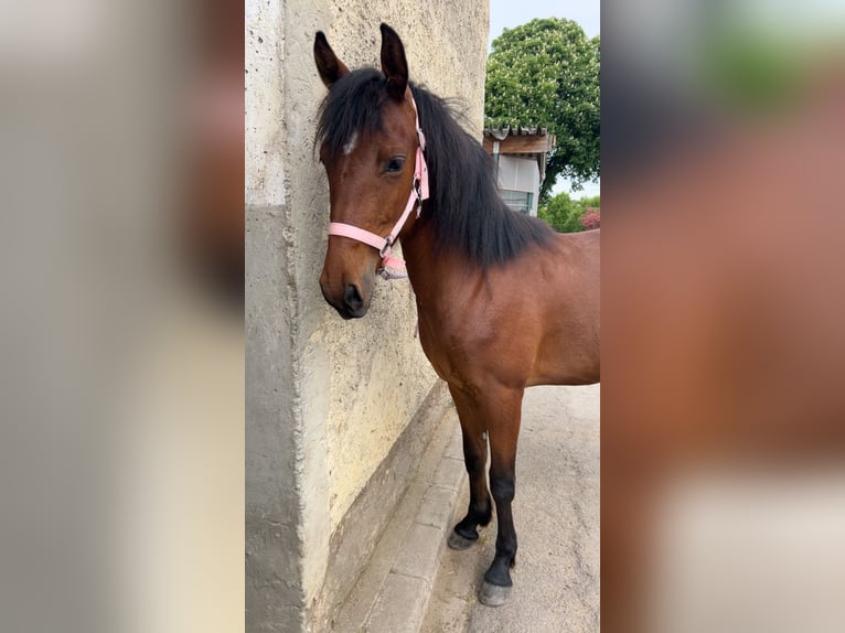 American Paint Horse Mix Merrie 2 Jaar 140 cm Vos in Metterich
