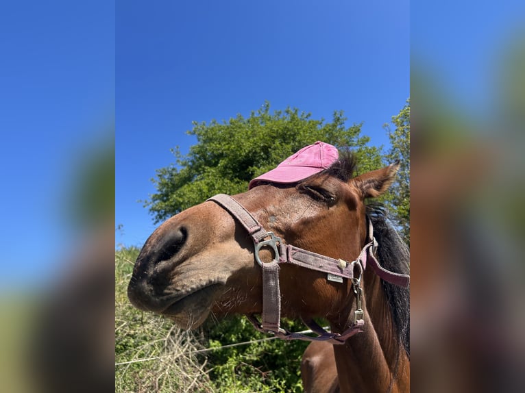 American Paint Horse Mix Merrie 2 Jaar 140 cm Vos in Metterich