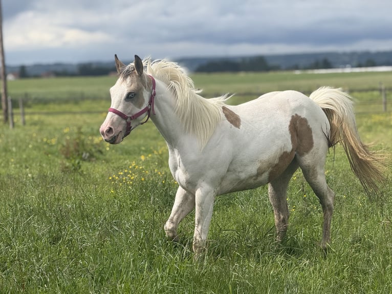 American Paint Horse Merrie 2 Jaar 141 cm Buckskin in Bossieu