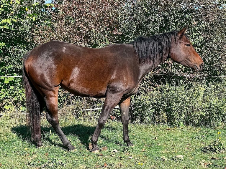 American Paint Horse Merrie 2 Jaar 147 cm Bruin in Haldenwang
