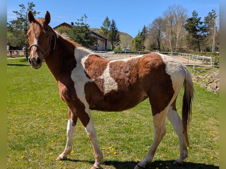 American Paint Horse Merrie 2 Jaar 147 cm Gevlekt-paard in Płonna
