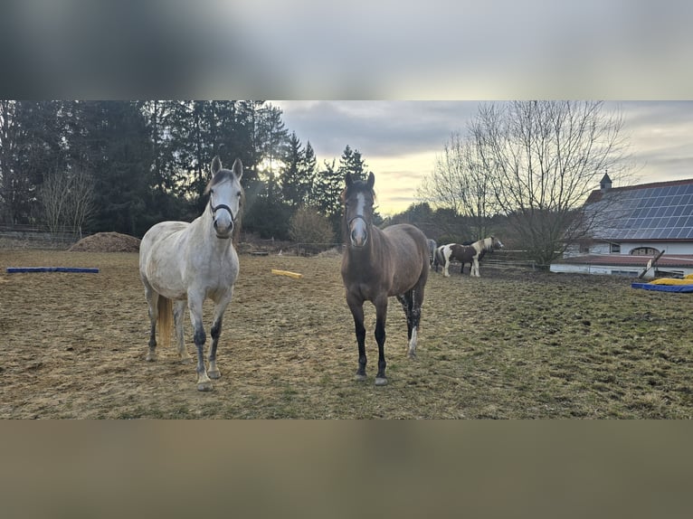 American Paint Horse Mix Merrie 2 Jaar 150 cm Brown Falb schimmel in Niederrieden