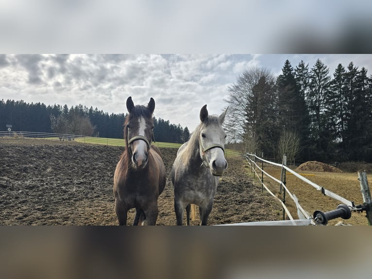 American Paint Horse Mix Merrie 2 Jaar 150 cm Brown Falb schimmel in Niederrieden