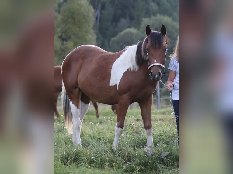 American Paint Horse Merrie 2 Jaar 150 cm Bruin in Rajcza