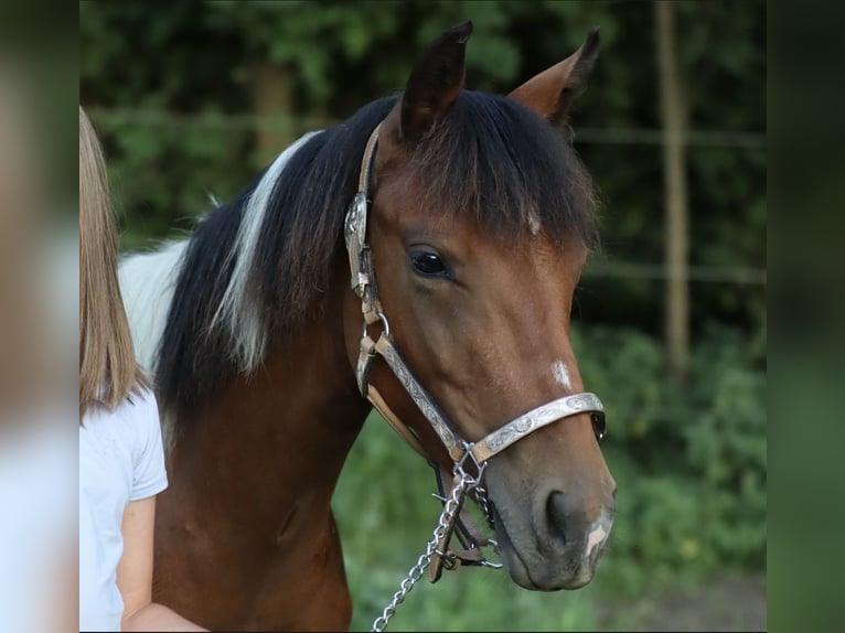 American Paint Horse Merrie 2 Jaar 150 cm Bruin in Rajcza